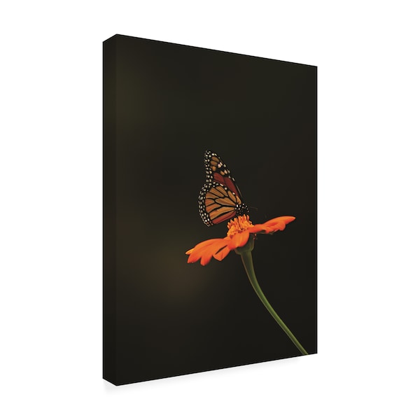 Kurt Shaffer Photographs 'Monarch On Orange' Canvas Art,14x19